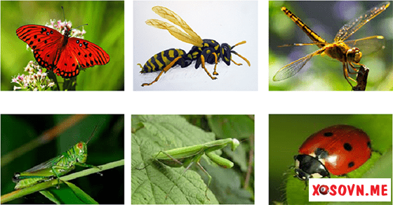 Mơ thấy côn trùng - Chiêm bai thấy côn trùng đánh con gì?