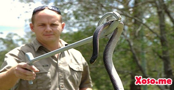 Mơ thấy bắt được rắn – Chiêm bao thấy bắt được rắn đánh con gì?