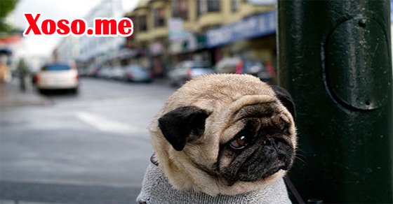 Nằm mơ thấy bộ mặt sầu đánh con gì? Chiêm bao thấy bộ mặt sầu báo điềm gì?