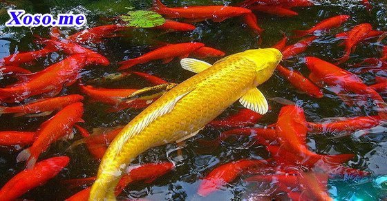 Mơ thấy cá chép - Chiêm bao thấy cá chép đánh con gì?