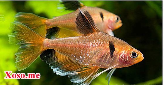 Mơ thấy cá thường – Chiêm bao thấy cá thường đánh con gì?