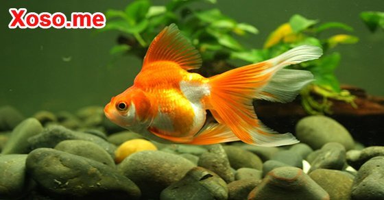 Mơ thấy cá vàng - Chiêm bao thấy cá vàng đánh con gì?