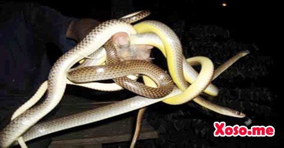 Mơ thấy câu được rắn – Chiêm bao thấy câu được rắn đánh con gì?