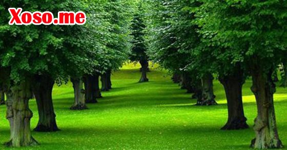 Nằm mơ thấy cây không hoa đánh con gì? Báo điềm gì?