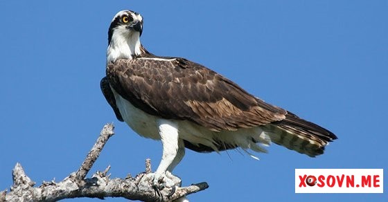 Mơ thấy con ó – Chiêm bao thấy con ó đánh con gì?