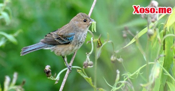 Mơ thấy chim sẻ đậu - Chiêm bao thấy chim đánh con gì?