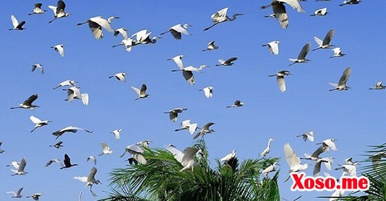 Mơ thấy chim trời - Chiêm bao thấy chim đánh con gì?