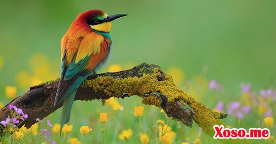 Mơ thấy chim – Chiêm bao thấy chim đánh con gì?