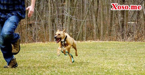 Mơ thấy chó đuổi chạy xuống ao – Chiêm bao thấy chó đuổi chạy xuống ao đánh con gì?