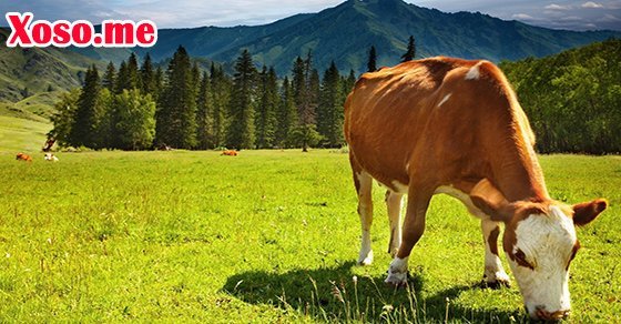 Mơ thấy con bò – Chiêm bao thấy con bò đánh con gì?