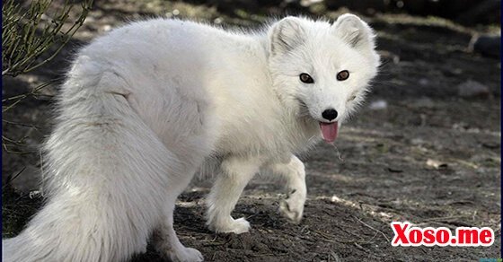 Mơ thấy con cáo – Chiêm bao thấy con cáo đánh con gì?