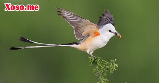 Mơ thấy con chim – Chiêm bao thấy con chim đánh con gì?