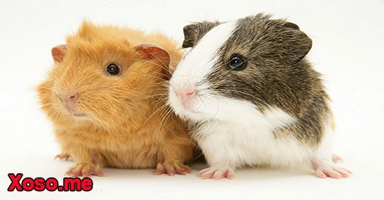 Mơ thấy con chuột là điềm lành hay dữ– Chiêm bao thấy con chuột đánh con gì?