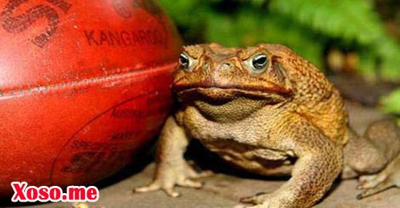 Mơ thấy con cóc – Chiêm bao thấy con cóc đánh con gì?