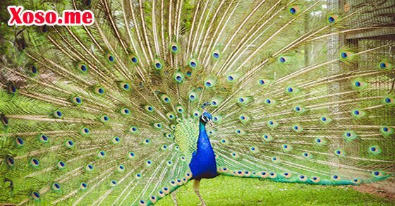 Mơ thấy con công – Chiêm bao thấy con công đánh con gì?