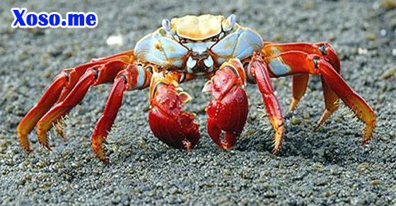 Mơ thấy con cua – Chiêm bao thấy con cua đánh con gì?