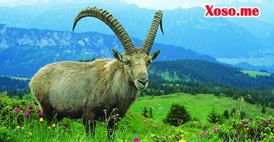 Mơ thấy con dê – Chiêm bao thấy con dê đánh con gì?