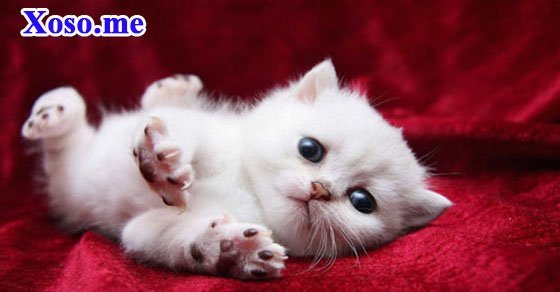 Mơ thấy con mèo - Chiêm bao thấy con mèo đánh con gì?