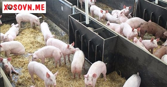 Mơ thấy đàn lợn – Chiêm bao thấy đàn lợn đánh con gì?