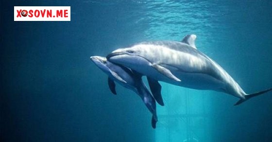 Mơ thấy đẻ ra cá – Chiêm bao thấy đẻ ra cá đánh con gì?