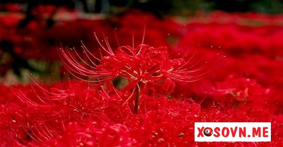 Mơ thấy màu đỏ – Chiêm bao thấy màu đỏ đánh con gì?