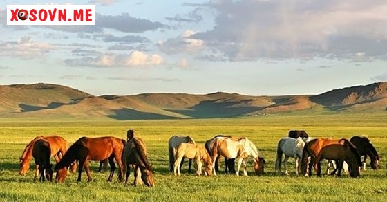 Mơ thấy ngựa ăn - Giải mộng chiêm bao thấy ngựa ăn đánh con gì?