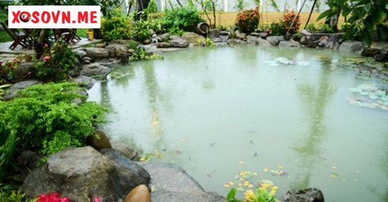 Mơ thấy phải lội xuống ao - Giải mộng chiêm bao thấy phải lội xuống ao đánh con gì?