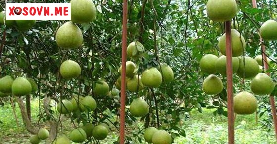 Mơ thấy quả bưởi – Giải mộng chiêm bao thấy quả bưởi đánh con gì?