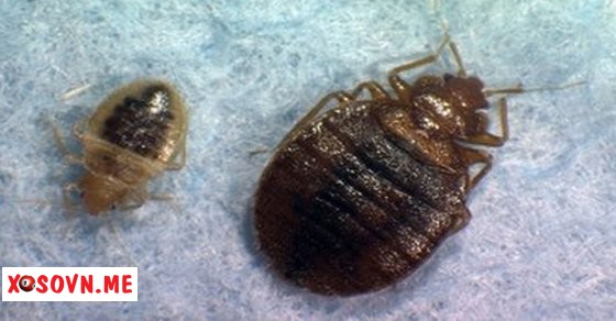 Mơ thấy rệp – Giải mộng chiêm bao thấy rệp đánh con gì?