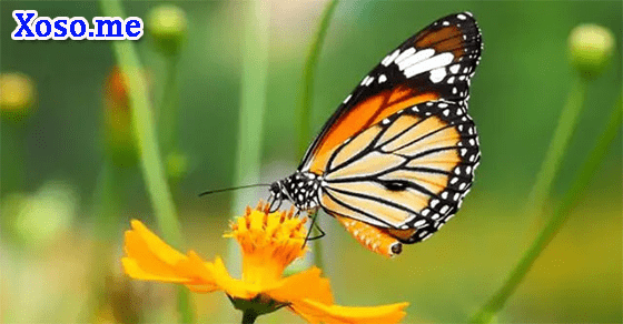 Mơ thấy bướm bướm - Chiêm bao thấy bươm bướm đánh số gì chuẩn nhất?