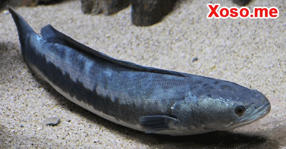 Mơ thấy cá chuối - Chiêm bao thấy cá chuối đánh con gì?