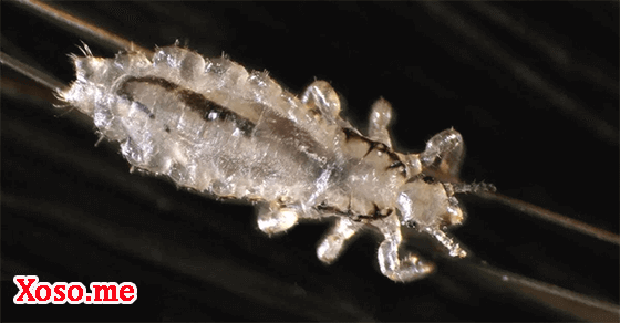 Mơ thấy con chấy – Chiêm bao thấy con chấy đánh con gì?