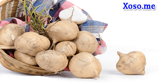 Thành công lớn với giấc mơ chùm củ đậu