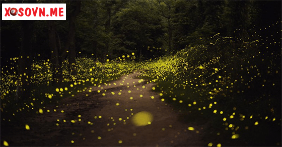 Ý nghĩa giấc mơ thấy ánh sáng đom đóm