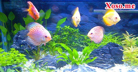 Mơ thấy cá cảnh