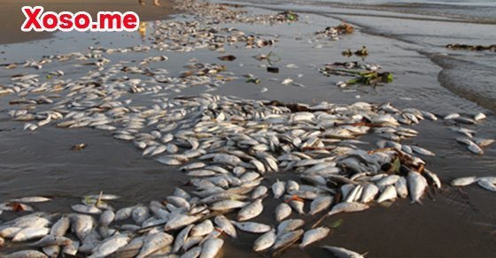 Ngủ mơ thấy cá chết