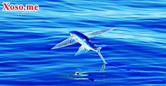 Mơ thấy cá chuồn