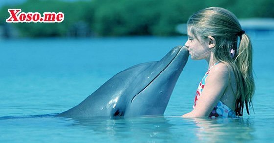 Mơ thấy cá heo