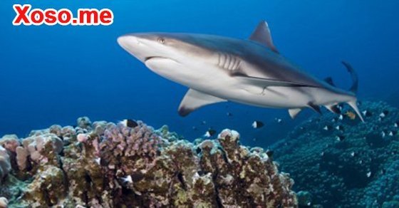 Mơ thấy cá mập