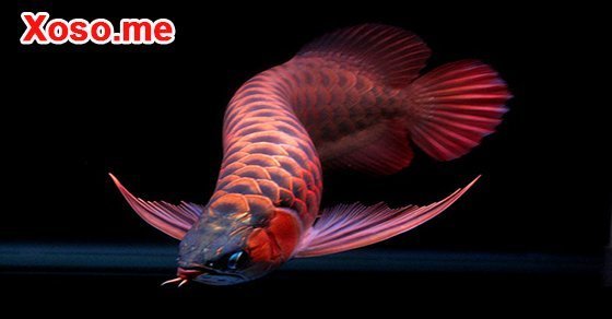 Mơ thấy cá rồng