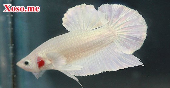 Mơ thấy cá trắng