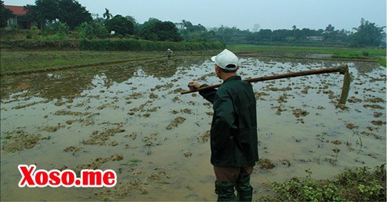 Ngủ mơ thấy cái cuốc đánh con gì?