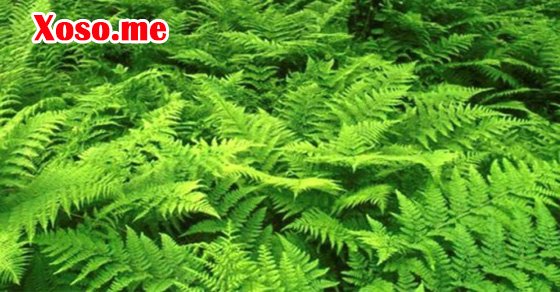 Mơ thấy cây không hoa đánh con gì?