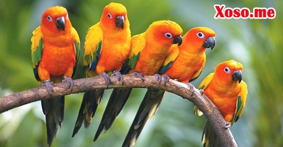 Mơ thấy chim đậu là điềm báo tốt