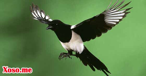 Mơ thấy chim khách