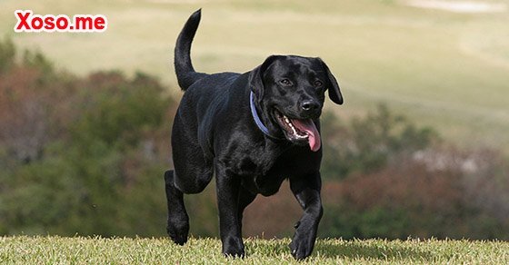 Mơ thấy chó đen