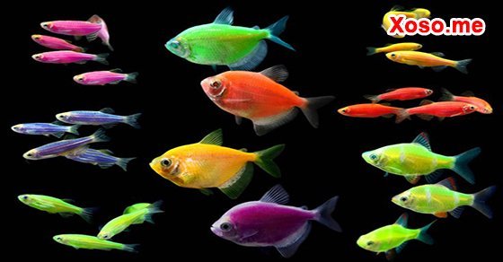 Mơ thấy con cá con