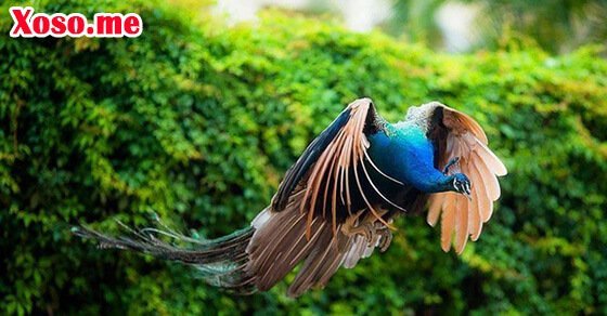 Mơ thấy công bay lên trời là điềm báo thăng tiến