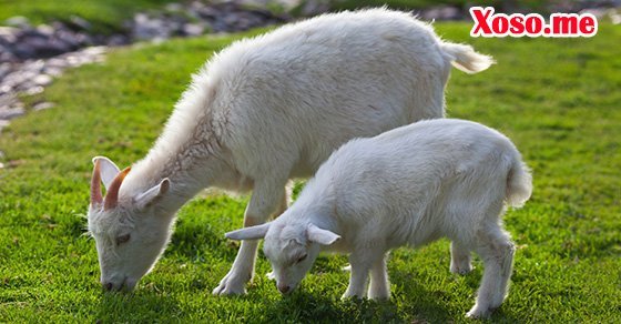 Mơ thấy con dê ăn cỏ là sẽ có cuộc sống nhàn nhã