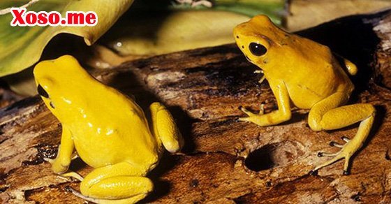 Mơ thấy ếch vàng là điềm may mắn